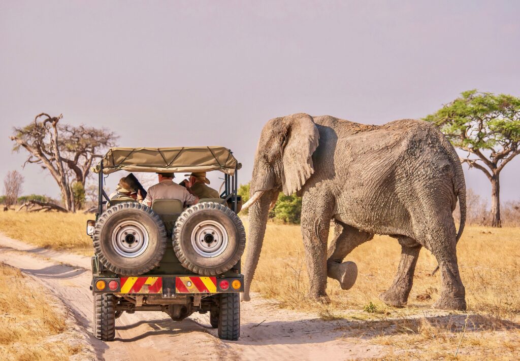 A close encounter between humans and wildlife as a male African
