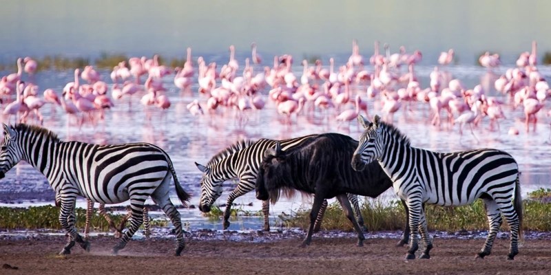 lake nakuru national park flamingoes