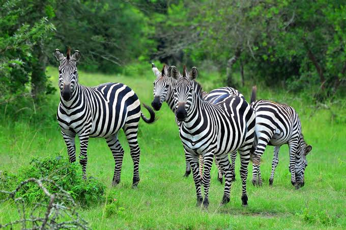 lake mburo 1