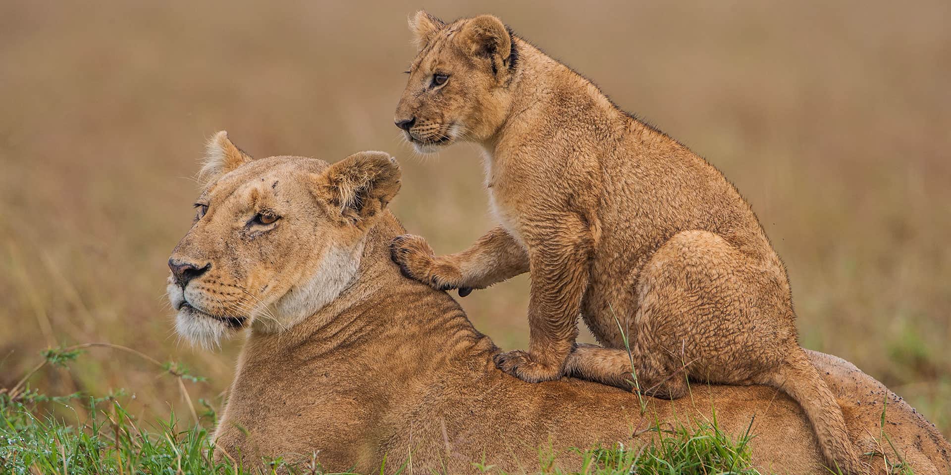 Lions
